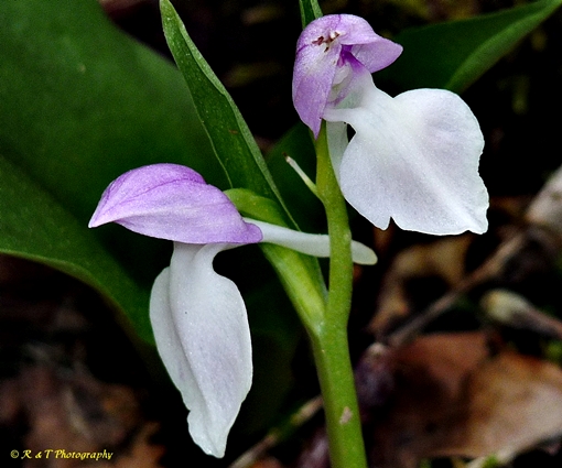 {Galearis spectabilis}